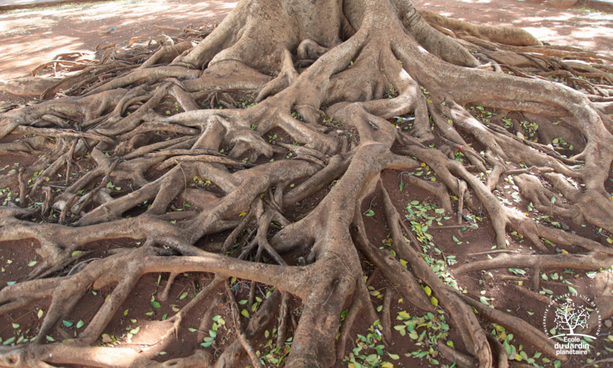 MOABI l'application des arbres remarquables